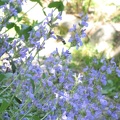 Sauge (Salvia Officinalis)