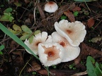 champignons mais encore ?