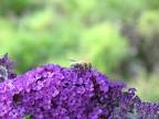 L’ABEILLE, SENTINELLE DE L’ENVIRONNEMENT