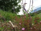 Geranium robertianum (herbe-à-robert)