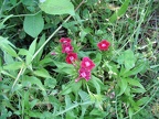 zone 2