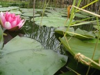 lotus