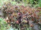 Sempervivum fimbriatum rose à Thairy