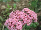Sedum à Jardinys