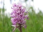 Orchis à Thairy /Jardinys