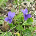 Petite violette