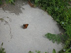 Petite tortue  Aglais urticae