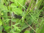  Stade de la chenille chez le papillon Machaon