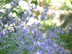 Sauge (Salvia Officinalis)