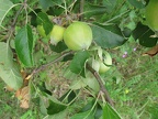 pommes non traitée à Jardinys