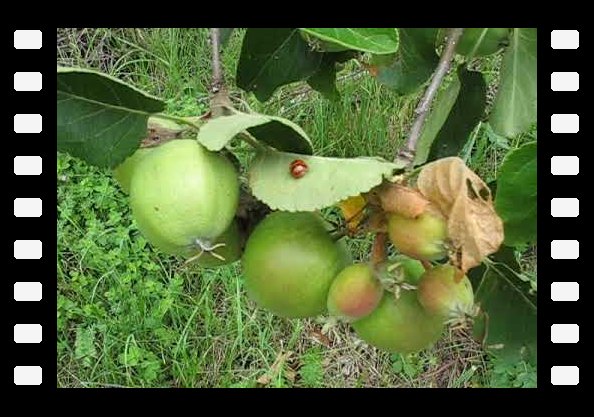 A jardinys, nous constatons une baisse des coccinelles locales. Cette espèce asiatique a été introduite pour lutter contre les pucerons.Ici nous observons l'équilibre entre espèces. youtube-OihhW1MIaNM-5a92b17001e92.jpg